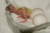 Hatching a fertile parrot BIRD eggs for sale hatching ratio 1.1