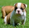 Active English bulldog puppies for a lovely home