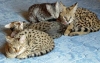 Championline-Savannah-kitten-for-sale