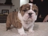 Pure breed English Bulldog puppy available