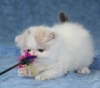 Darling Doll Faced White Persian Kitten!