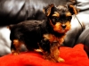 Extremely cute teacup yorkie puppies available for adoption