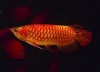 Red Arowana Fish and Many Other For Sale