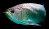 BUY AROWANA FISH NOW!!!!!PRICES REDUCED