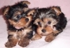 Healthy Well Trained Teacup Yorkie Puppies Available