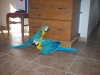 Lovely pair of Blue and Gold macaw parrots for sale