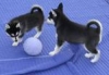 Healthy Siberian Husky puppies ready for adoption