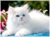 Beautiful-Persian-kittens-ready-for-new-homes