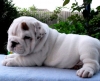 Adorable Male and Female English Bulldog Puppies