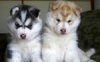  Very beautifull Siberian husky PUPPIES FOR ADOPTION