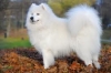 Adorable-AKC-registered-samoyed-puppies
