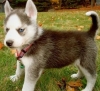Top Quality Siberian Husky Puppies for adoption