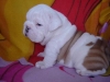 Healthy Beautiful English Bulldog Puppies For Adoption