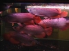 Top Quality Asian Red, RTG, Super Red, Chili Red, Golden X back Arowanas For Sale at very good disc