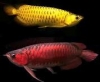 Live Arowana Fish Available