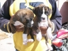 AKC Male and Female Boxer puppies for  adoption