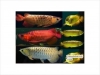  Top Quality Asian Red, RTG, Super Red, Chili Red, Golden X back Arowanas For Sale at very good discount prices!!!!!$350
