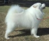 beautiful AKC registered samoyed puppies