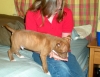 American Pit Bull Terriers Puppy
