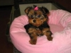 Akc Registered Cute Male/ Females Yorkie Available