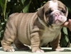 Affectionate charming English Bulldog puppies.