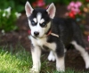 cute and adorable siberian husky puppies for adoption 