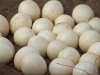 FERTILE OSTRICH AND PARROTS EGGS AVAILABLE IN A LARGE QUANTITY FOR SALE.