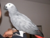 Hand Raised And Talking Congo African Grey parrots For Sale / Adoption
