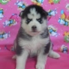 Quality Siberian Husky Puppies for adoption