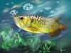 Golden-arowana-fishes-for-sale