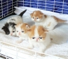 Cute Teacup Persian Kittens