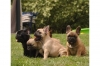 French Bulldog puppies  Promising from many years of breeding 