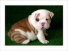 Affectionate ENGLISH BULLDOG Puppies For A New Home!!