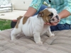 Cute English bulldog Puppies For Adoption