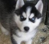  Cute male and female Siberian husky puppies for adoption