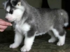 Quality Siberian Husky Puppies