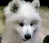 Adorable samoyed puppies