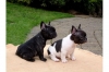 French Bulldog puppies  Promising from many years of breeding 