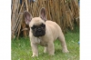 French Bulldog puppies  Promising from many years of breeding 