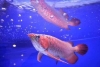 Arowana-Fishes-for-Sale