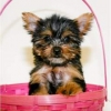 Lovely-male-and-female-Yorkie-puppies-for-adoption