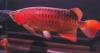 Arowana-Fishes-of-all-breed-and-zies-for-sale