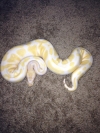 Tamed Pair Of Albino And Piedbald Pythons Available.