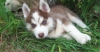 Cute siberian husky puppies for sale 