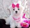 X-MAS cute and adorable home trained Maltese puppies.