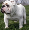 Submitting English Bulldog puppies available for re-homing
