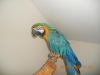 Beautiful Pair of Blue and Gold Macaw parrots for good homes 