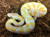 albino and piebald ball pythons for adoptions
