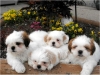 Shih-tzu Puppies!!-genuinely Cute!! 