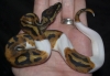 1.1 albino and piebald ball pythons for adoptions